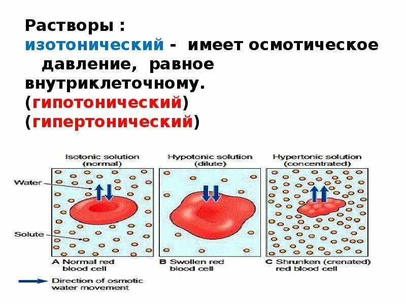 Изотонический гипертонический и гипотонический растворы. Эритроцит в гипотоническом и гипертоническом растворе. Изо гипер и гипотонические растворы. Гипотонический раствор гипертонический раствор изотонический. Эритроциты в растворе хлорида натрия