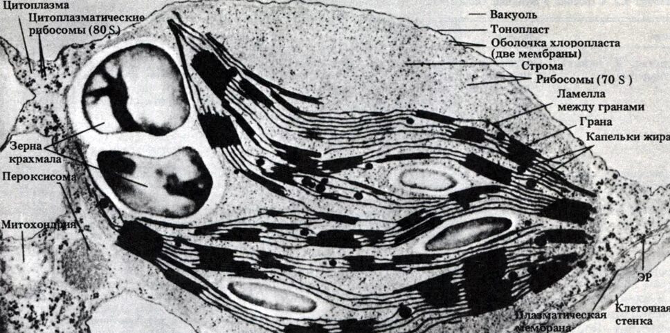 пластиды микрофотография. строение хлоропласта электронная микрофотография. хлоропласт микрофотография. микрофотография хлоропласта. микрофотография хлоропласта.