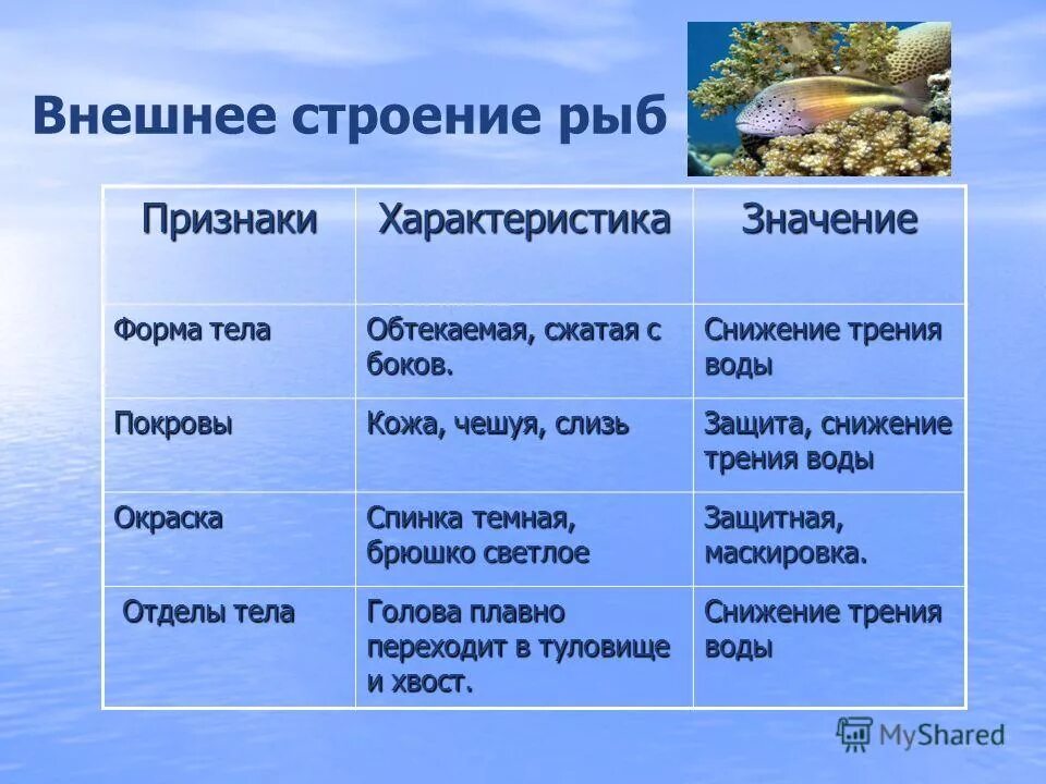 Примеры группы рыбы. Внешнее строение рыбы особенности строения. Особенности внешнего строения рыб. Внешнее строение рыб таблица. Приспособление рыб к водной среде.