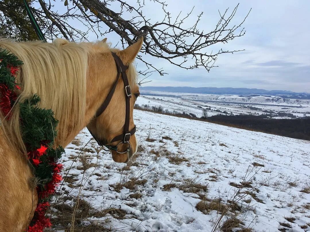 белая лошадь новый год. лошадь зимой. лошадь зимой. новогодняя лошадь. белая лошадь новый год.
