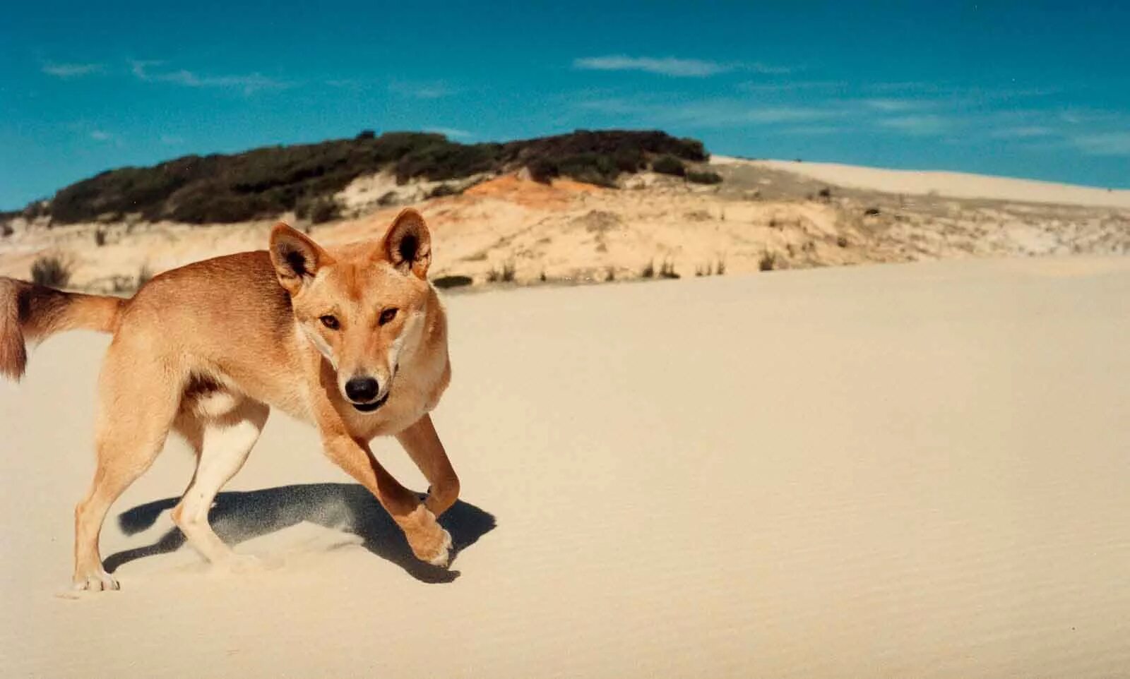 Большая собака динго. Австралийская собака Динго. Животные Австралии Динго. Динго в Австралии. Дикая собака Динго в Австралии.