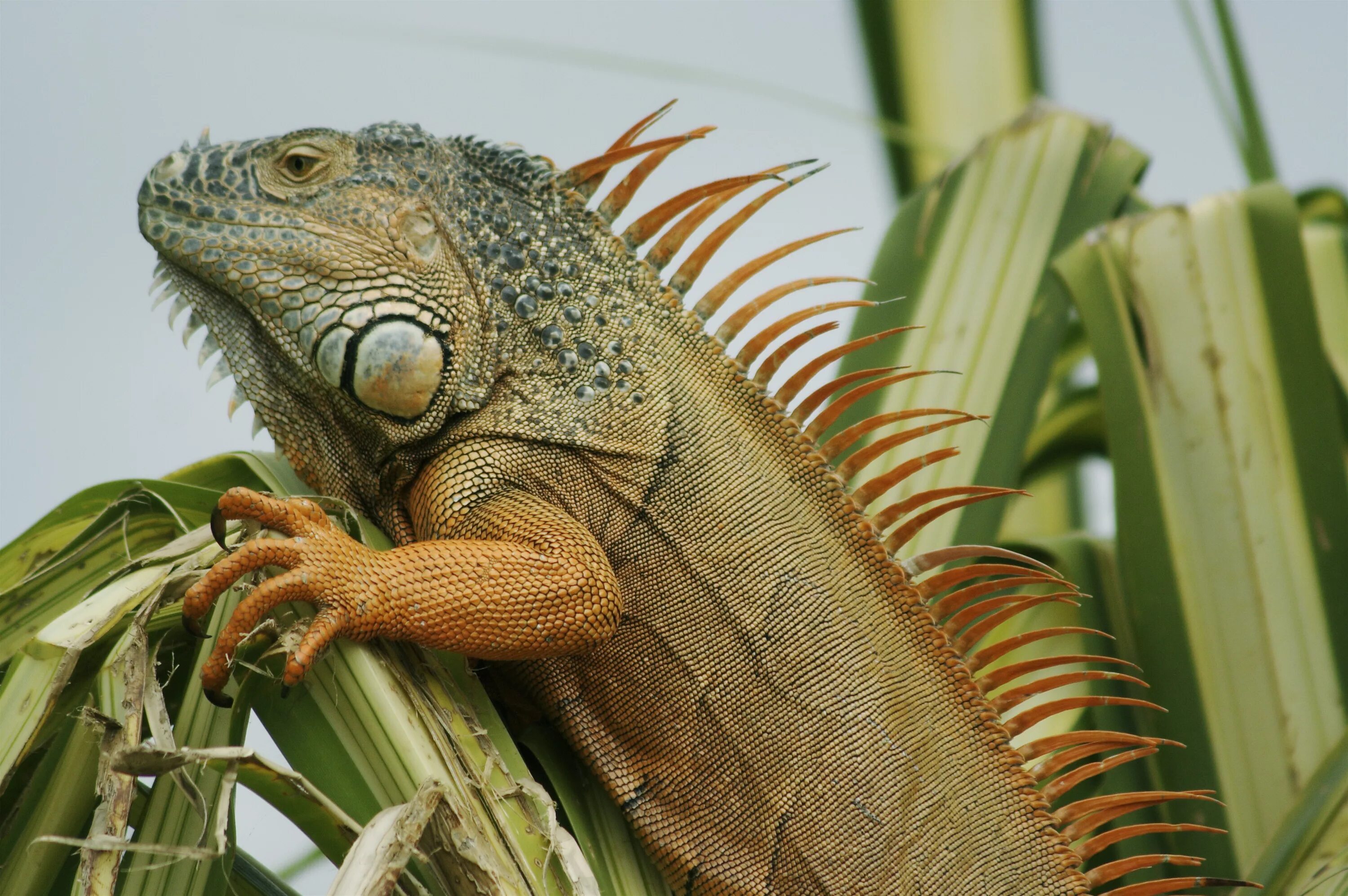 Жизнь игуан. Зеленая игуана. Обыкновенная игуана. Anolis biporcatus. Гигантская игуана.