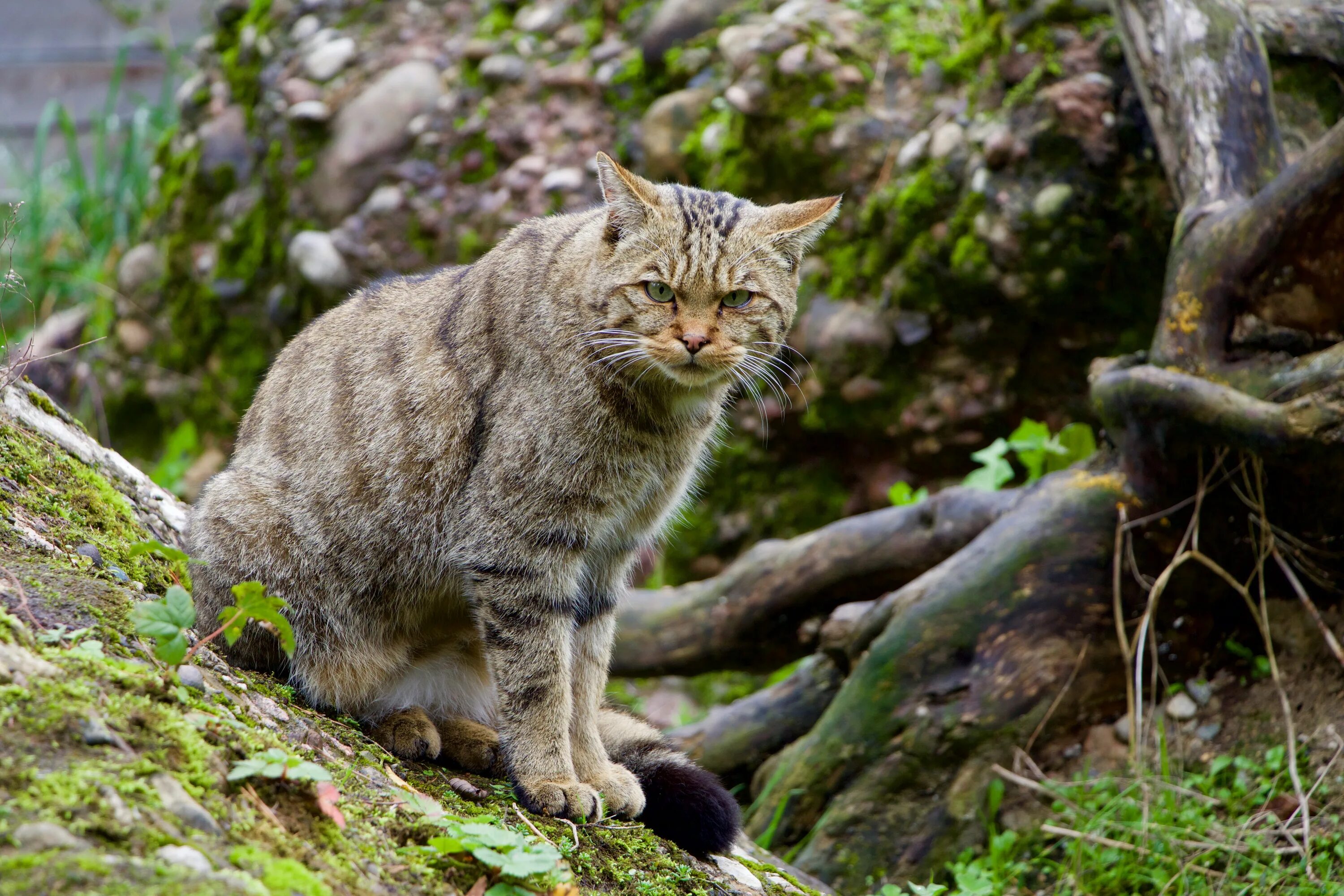 Дикие кошки котов. Кавказская Лесная кошка Felis Silvestris Caucasica. Лесной кот Абхазия. Шотландская Дикая Лесная кошка. Абхазский Лесной кот.