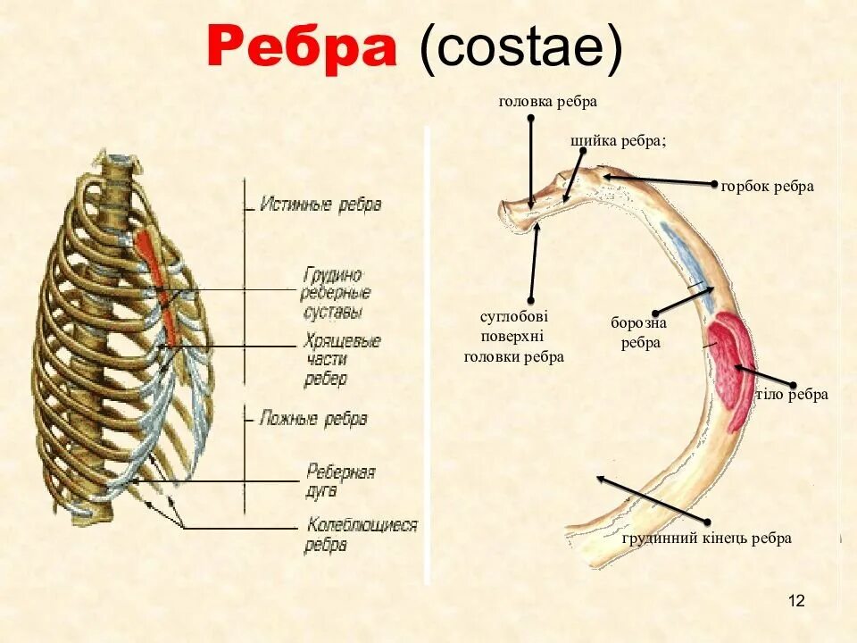 Поверхности ребра. 1 ребро анатомия. ребра costae. строение 7 ребра. первое ребро анатомия человека.