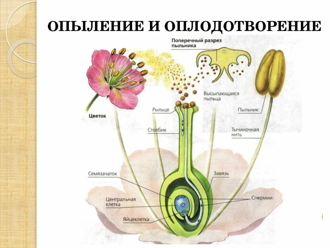 Биология 6 класс опыление и оплодотворение цветковых растений. Схема опыления и оплодотворения цветковых растений. Схема оплодотворения пестика. Схема полового размножения покрытосеменных растений. Цветок плод семя органы служащие для