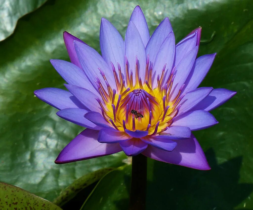 Nymphaea caerulea. Египетский голубой Лотос. Голубой Лотос нимфея. Звёздный Лотос кувшинка звездчатая.