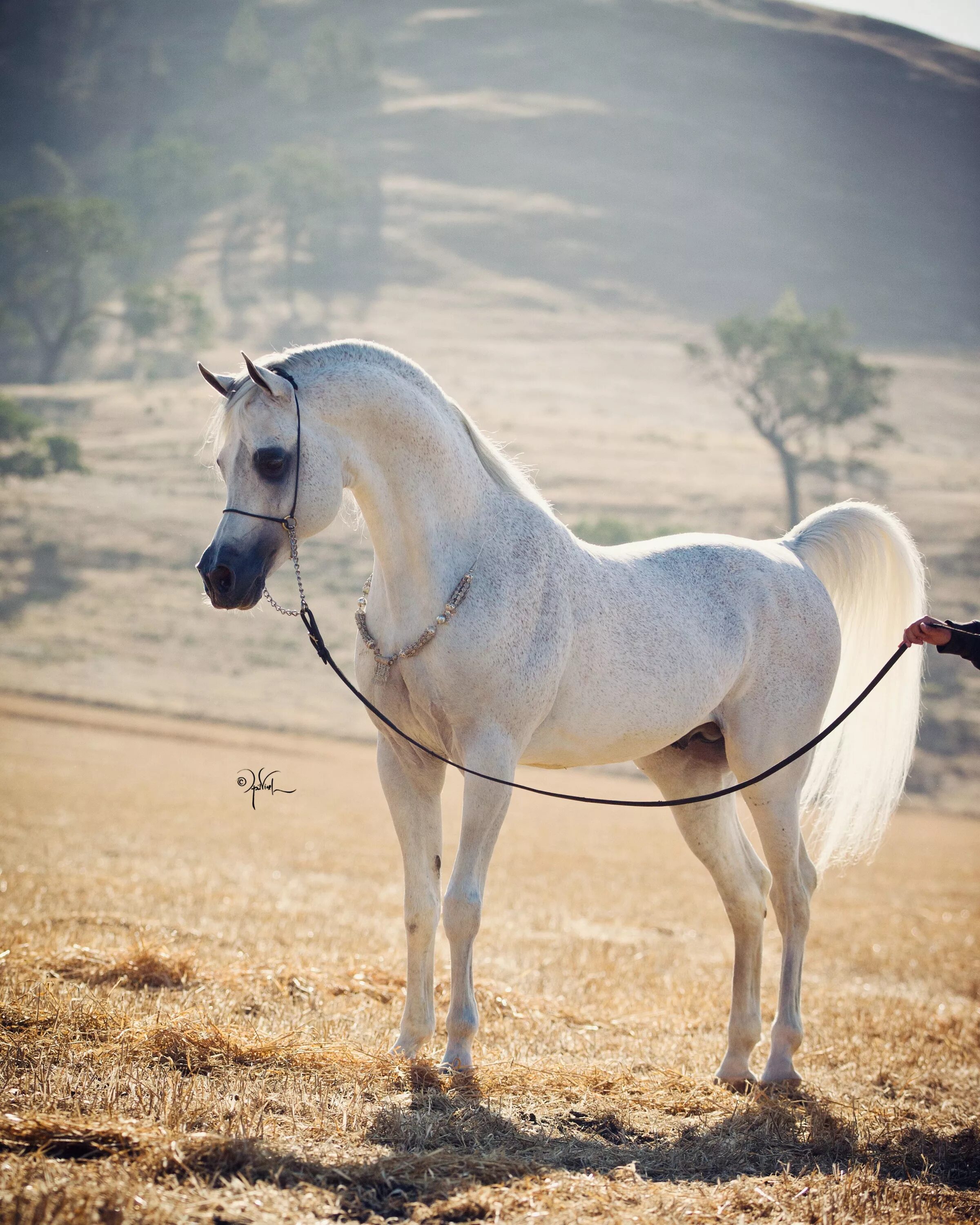 Хадбан арабская лошадь. Лошади породы арабская чистокровная. Арабская чистокровная сиглави. Породы лошадей арабский скакун. Арабская лошадь купить
