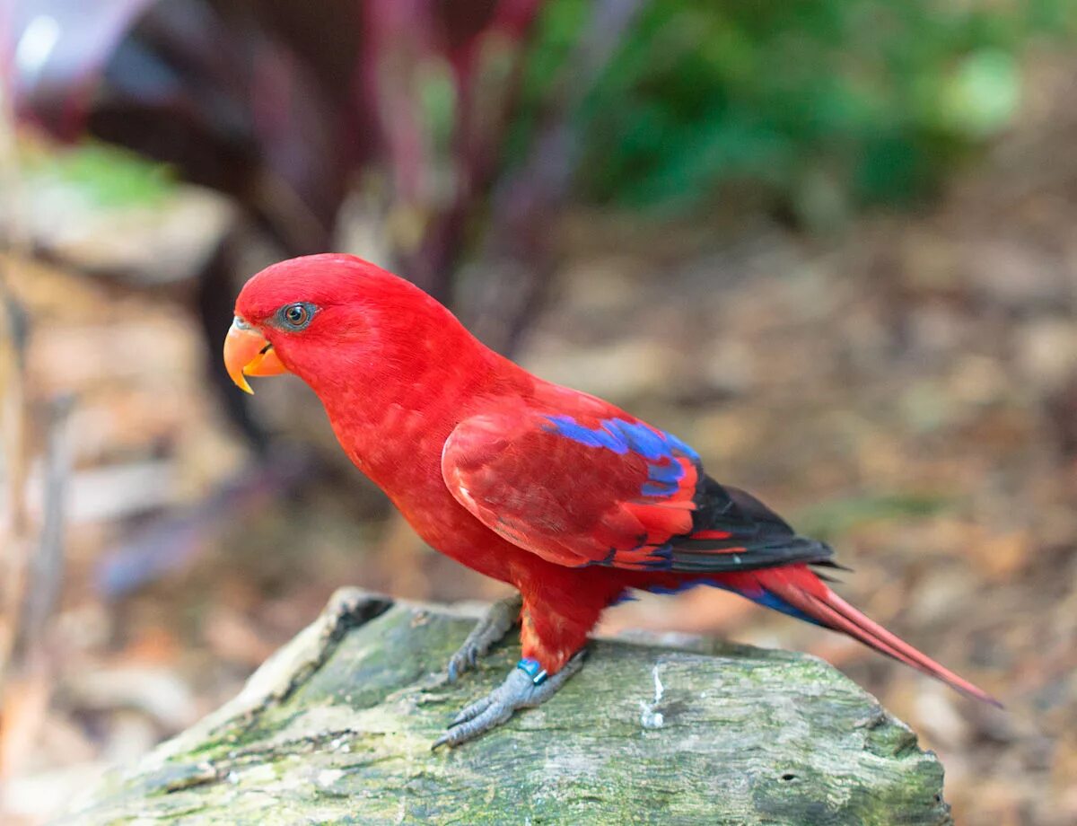 Red parrot