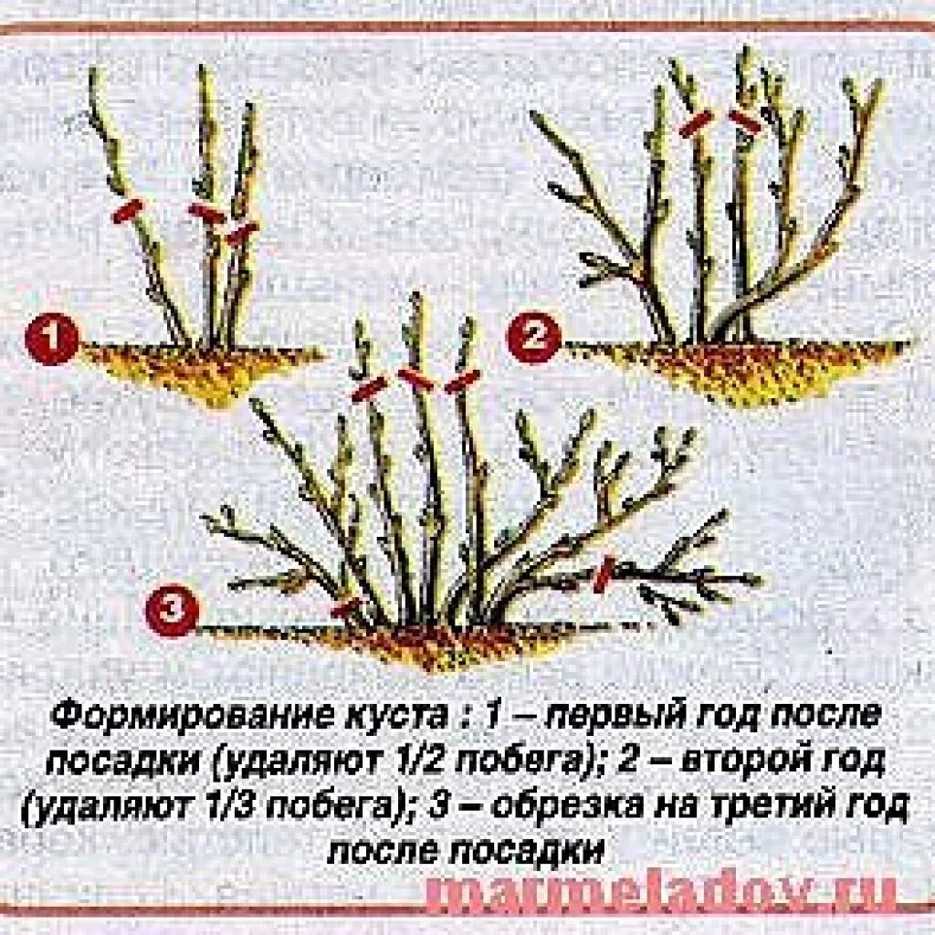 Формирование куста смородины весной. Схема обрезки куста смородины осенью. Схема обрезки крыжовника весной. Схема обрезки смородины весной. Подрезка смородины весной