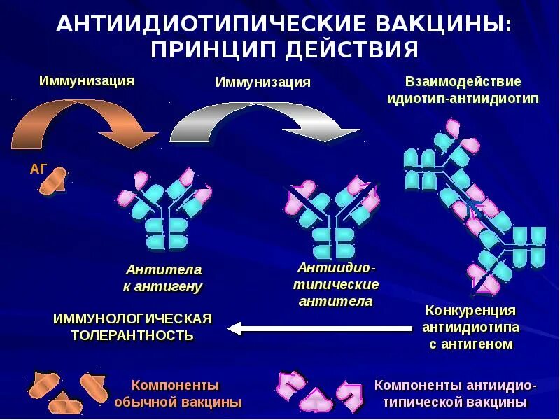 Этап вакцины. Антиидиотипические вакцины. Идиотип антиидиотипическое взаимодействие. Антиидиотипические антитела. Иммунологические механизмы действия вакцин.