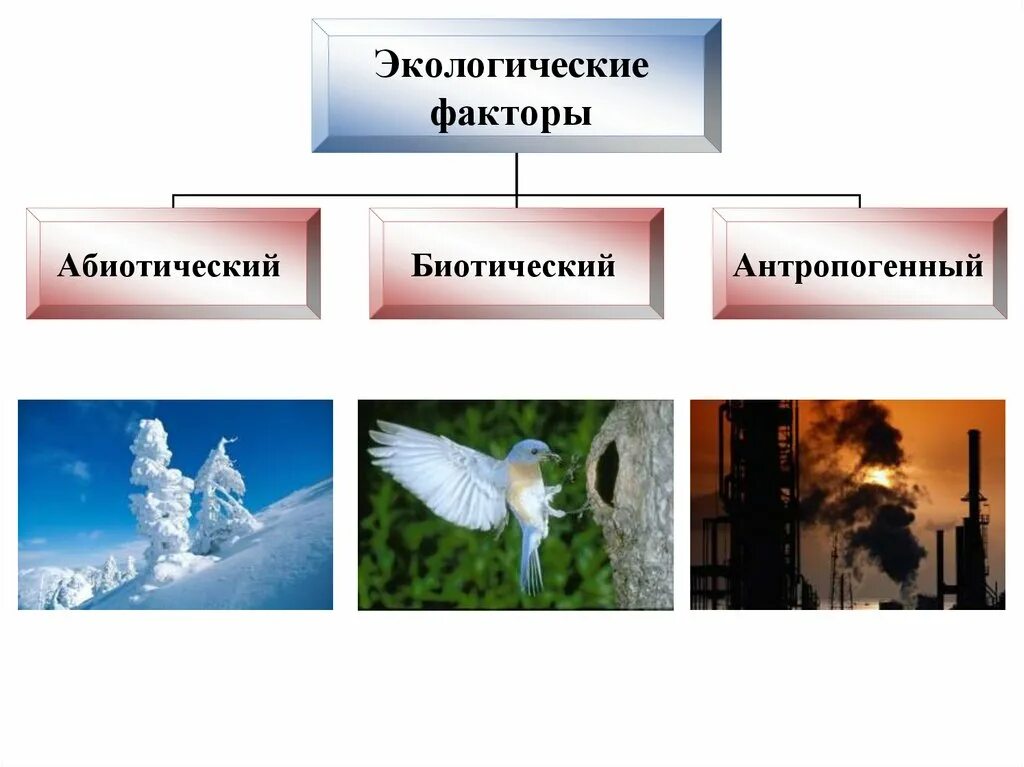 Перечислите биотические и антропогенные факторы. Экология абиотические и биотические факторы. Абиотические биотические и антропогенные факторы. Экологические факторы среды абиотические биотические антропогенные. Абиотические факторы антропогенные факторы.