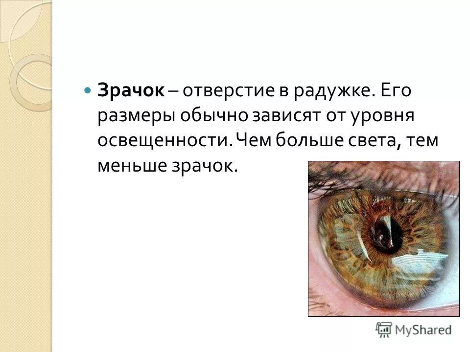 Функции зрачка. Строение зрачка. Функции зрачка глаза. Зрачок это отверстие. Зрачок какая структура