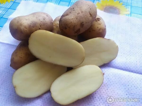 Картофель семенной ЮВЕЛ / ДЖУВЕЛ: продажа, цена в Минске. Бобовые культуры от "О