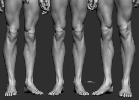 Human leg
