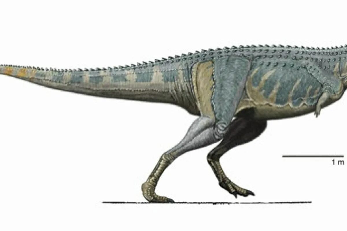 Хищный динозавр 12 букв. Карнотавр скелет. Карнотавр динозавр. Карнотавр лапы. Карнотавр рост.