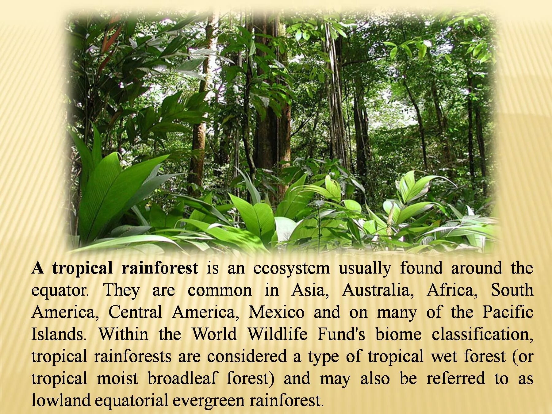 Tropical Rainforest перевод. Конспект урока Tropical Rainforest Spotlight 10. Tropical ecosystem. Rainforest перевод.