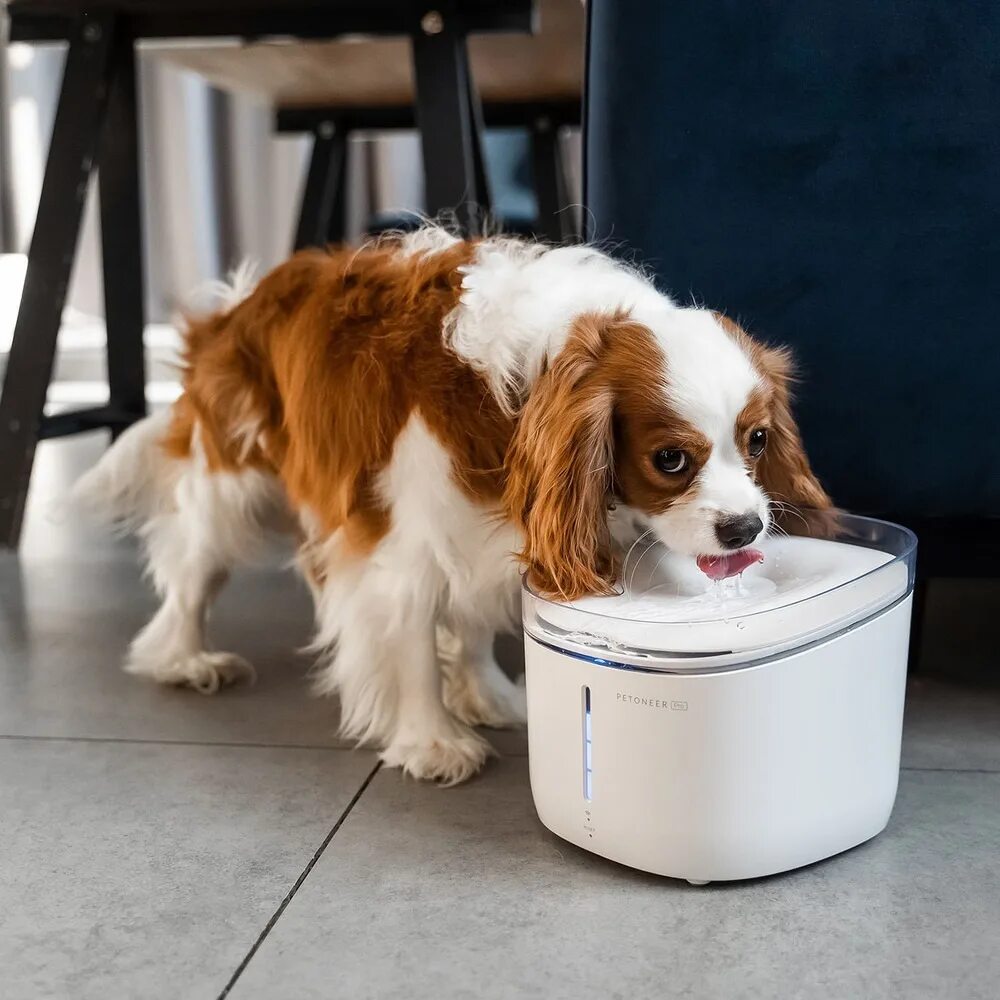 Насос для поилки petoneer. Pet feeder кормушка-автопоилка. Поилка xiaomi kitten puppy. Автопоилка для животных xiaomi smart water dispenser white. Умная поилка.