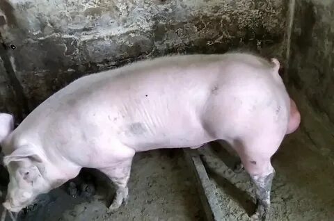 Хряки видео