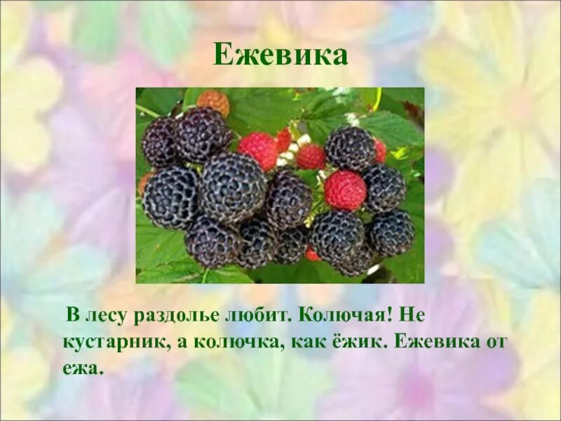 Нет в лесу того раздолья