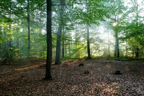 Im Wald zur Ruhe kommen - Wellness & mehr.