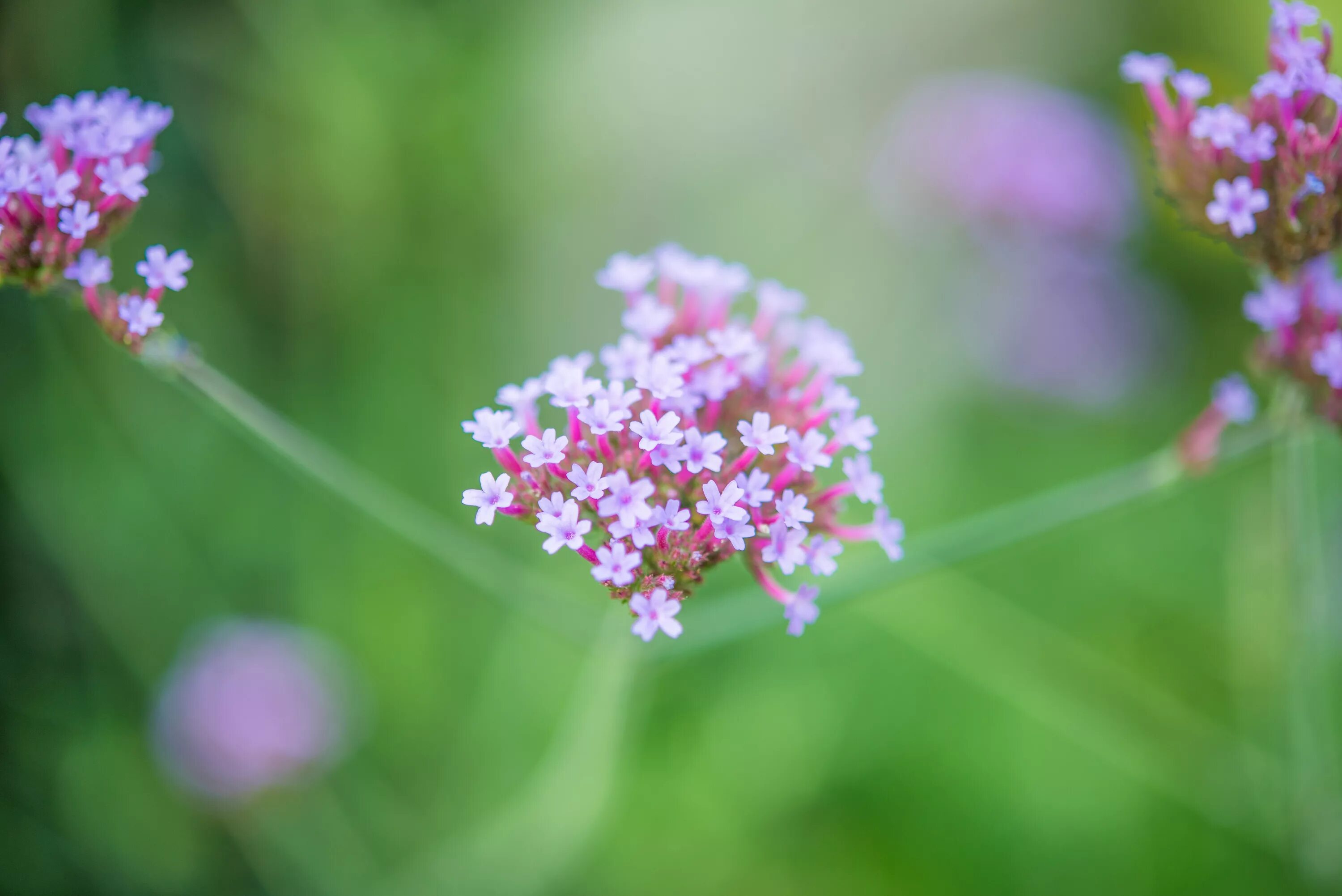 Цветы блюр. Small Flower pattern. Чуть не в резкости цветок. Flowers small image.