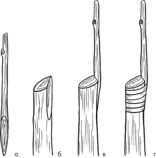 Срез черенка. Боковая окулировка вприклад. Срез для черенкования дерева. Косой срез черенка.