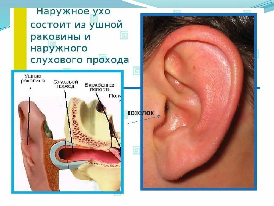 Наружное ухо состоит из ушной раковины. Стенки наружного слухового. Наружная ушная раковина.