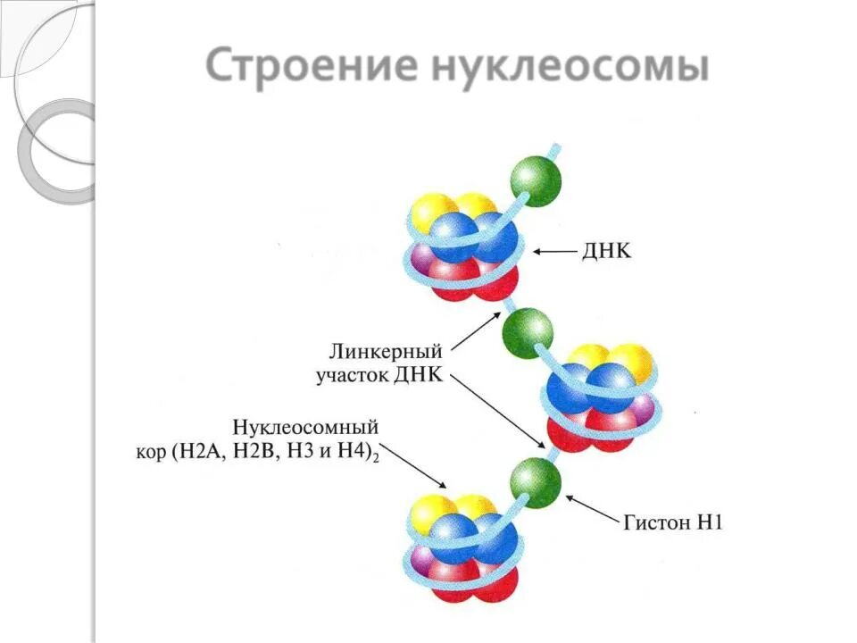 Нуклеосомное строение хромосомы. Структура нуклеосомы. нуклеосома строение. нуклеосома рисунок. нуклеосомная организация днк.