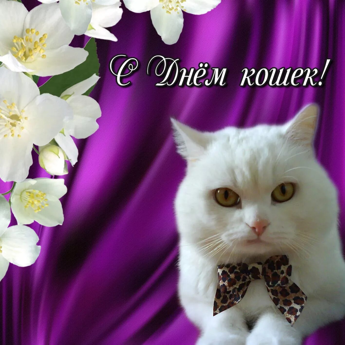 С днем кошек картинки