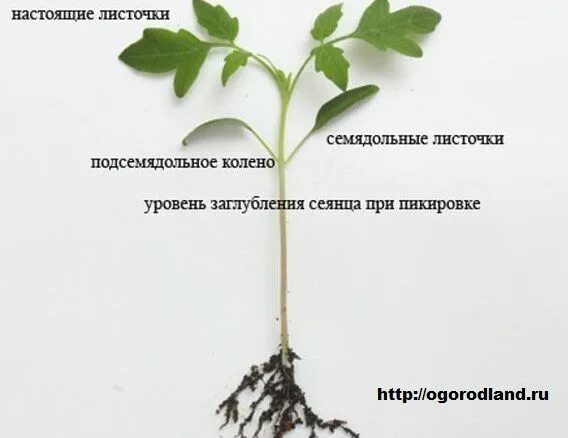 Пикирование томатов что это