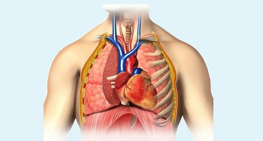 3 щемит. Расположение сердца у человека. Сдавливание в грудной клетке. Сердце в грудной полости.