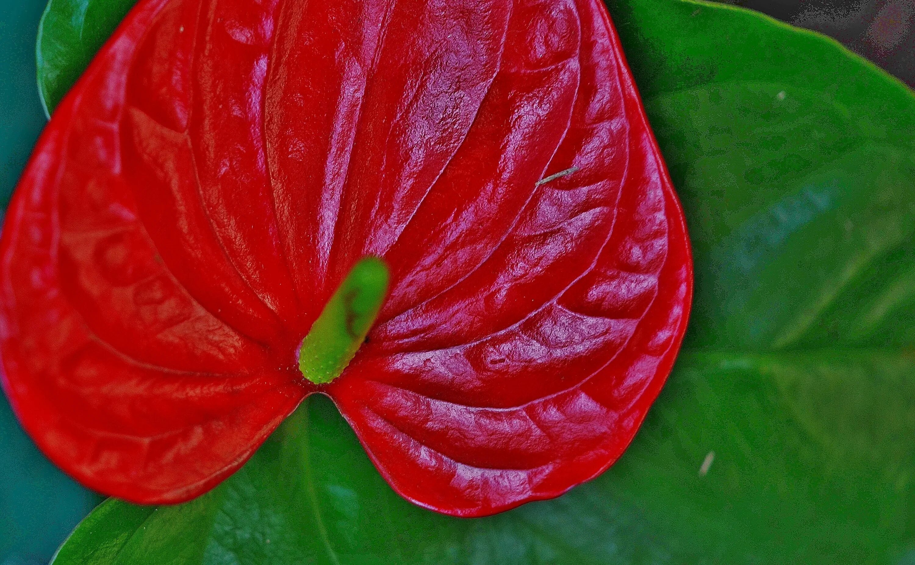 Цветок с красно зелеными цветами. Антуриум Арроу. Антуриум листик ред. Антуриум Андре лист. Anthurium лепесток.