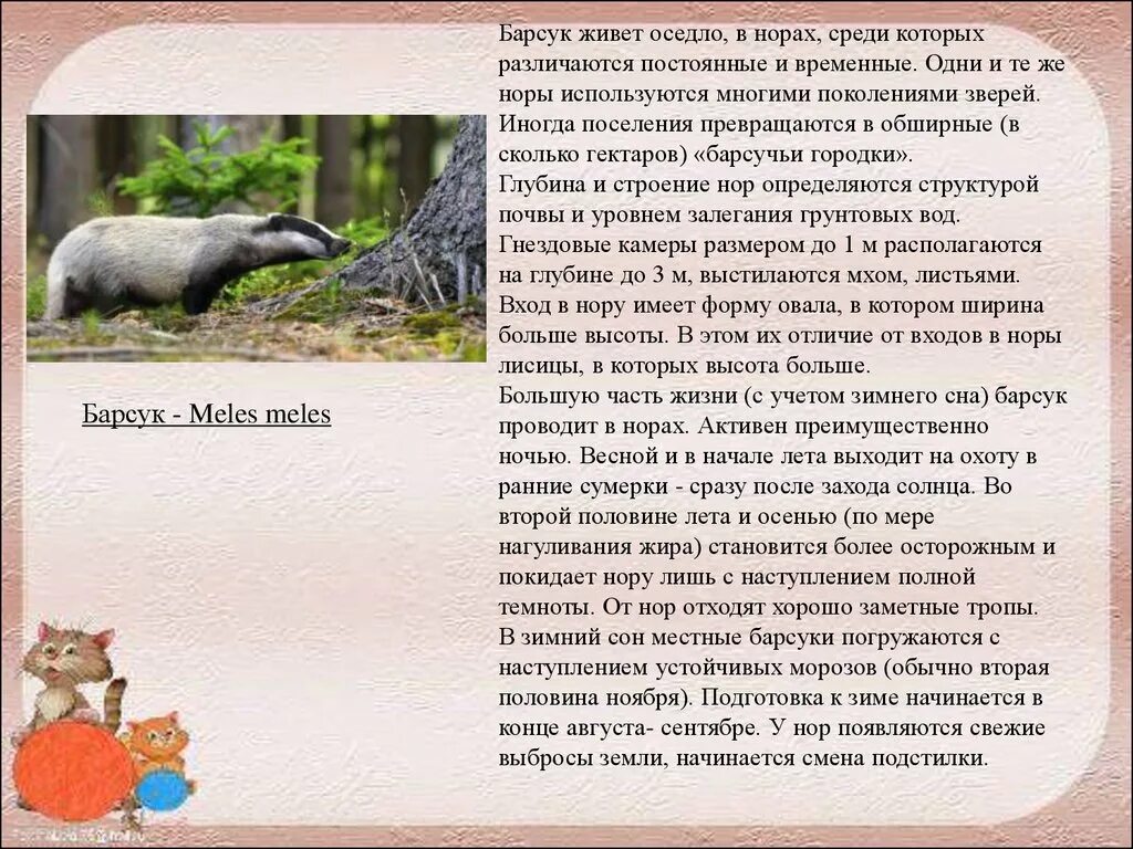 Сообщение о барсуке