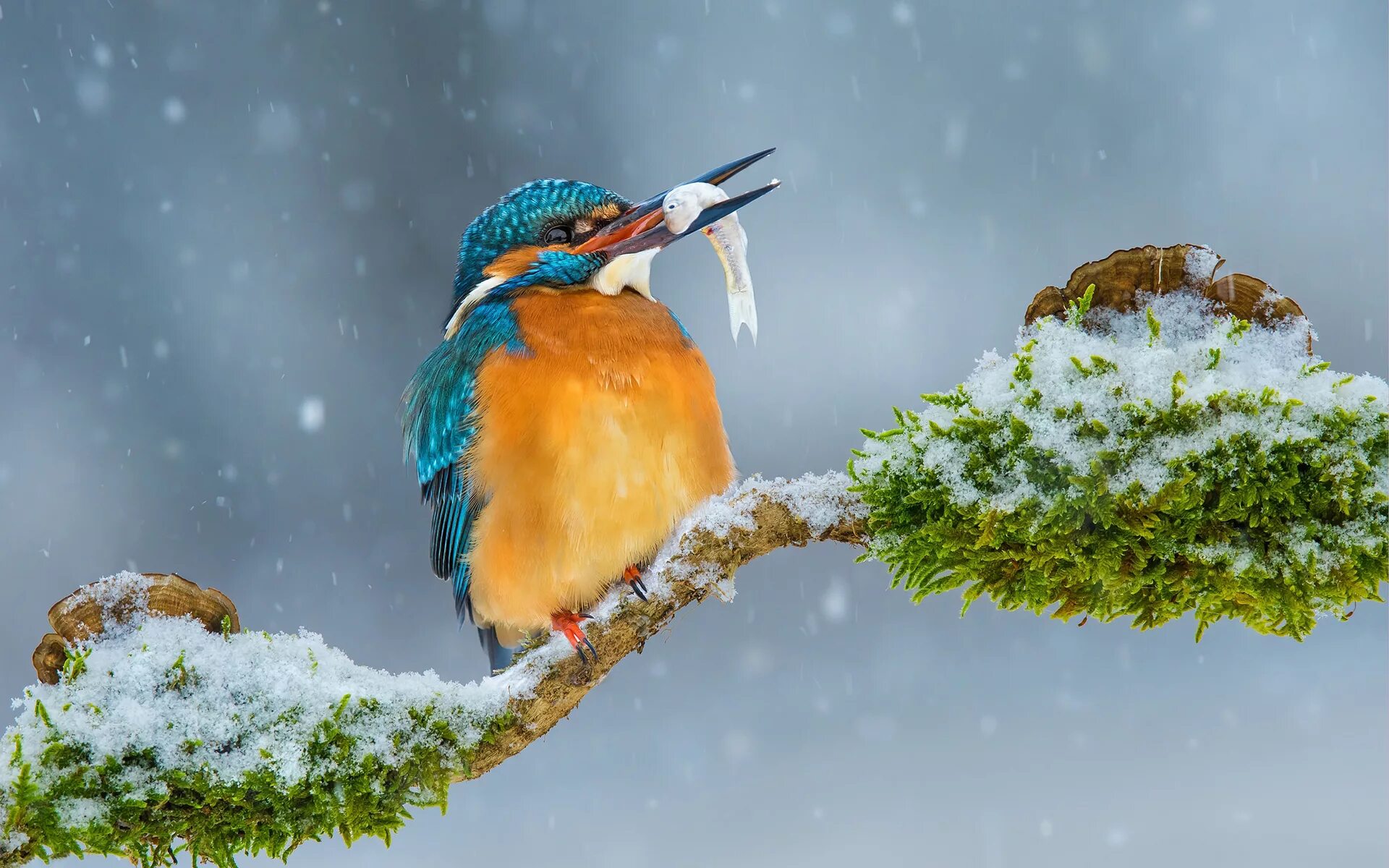 Природа снег птица
