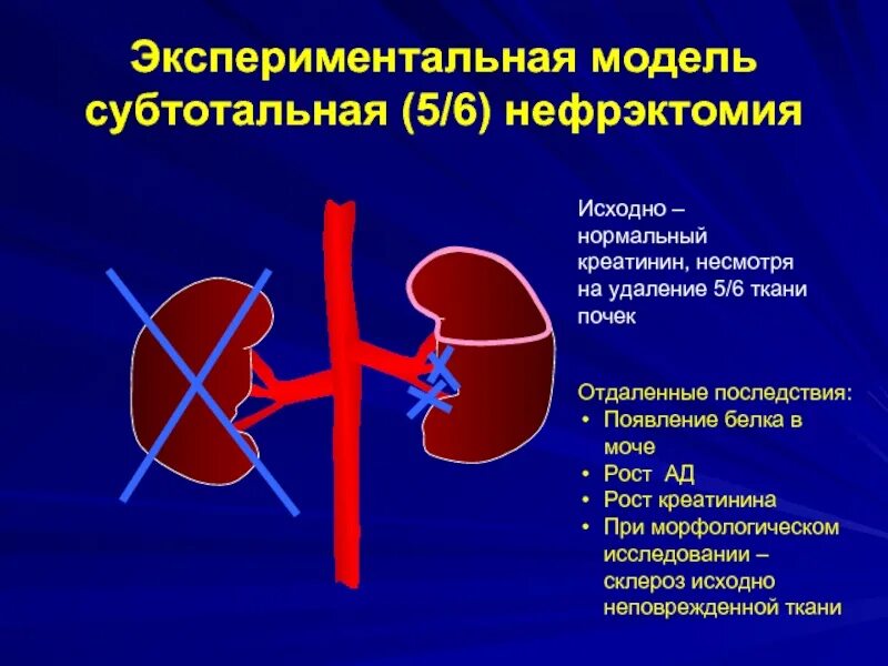 Почки научная статья. Экспериментальное моделирование патологии почек.. Экспериментальное моделирование болезней почек. Экспериментальное моделирование патологии почек патофизиология.