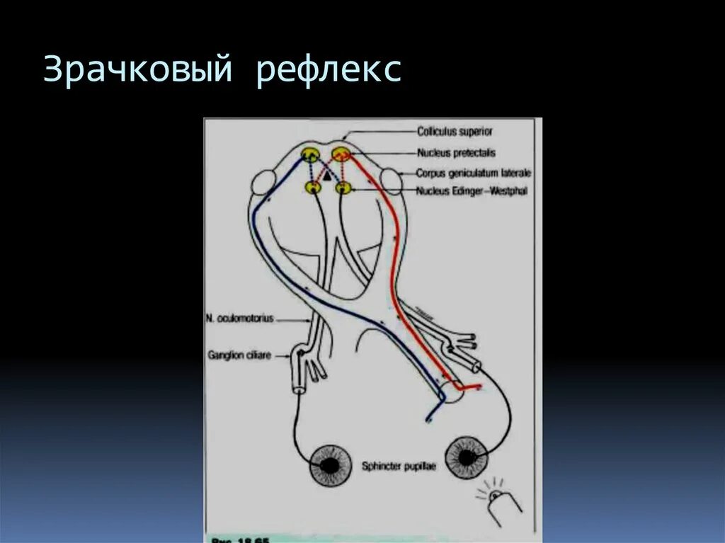 Мост рефлексы. Рефлекторная дуга зрачкового рефлекса. Вегетативный безусловный зрачковый рефлекс. Рефлекторная дуга расширения зрачка схема. Афферентный путь зрачкового рефлекса.