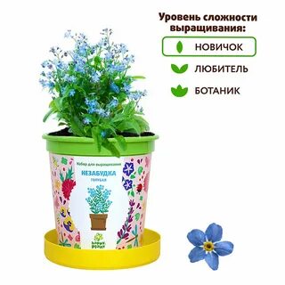 Набор для выращивания незабудка