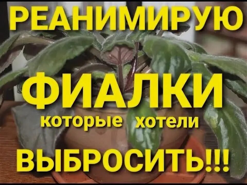 Как реанимировать фиалку