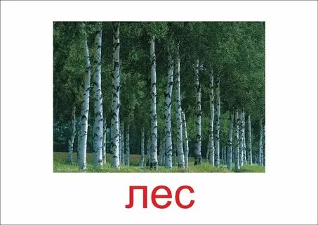 Слова в которых есть буквы лес