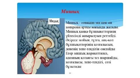 Топтық порно және куннилингус