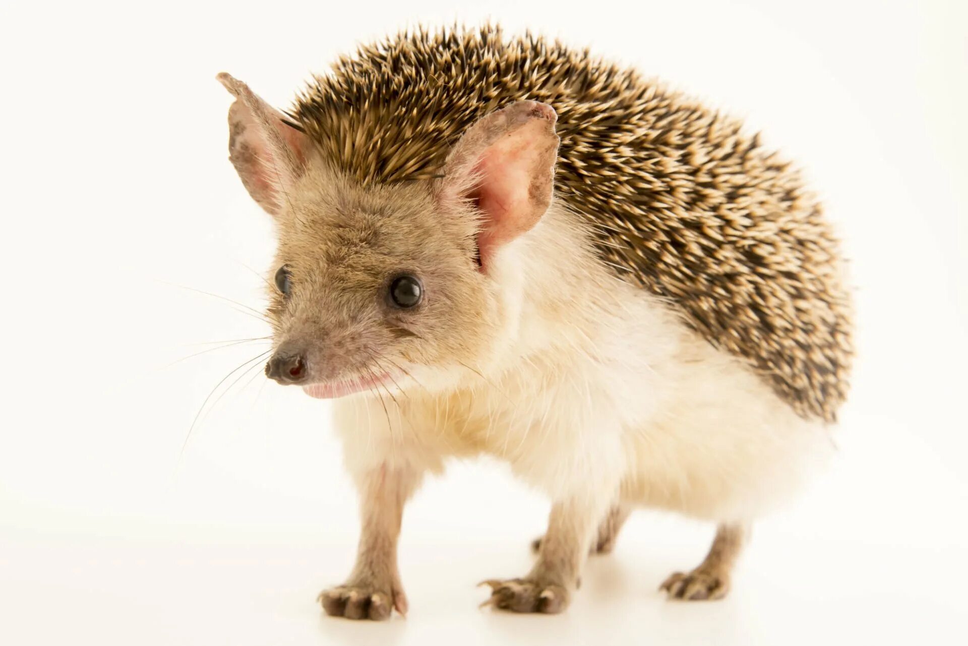 Ушастый еж. Hemiechinus auritus. ушастый ёж. ушастый ёж – haemiechinus auritus. ушастый ёж в пустыне.