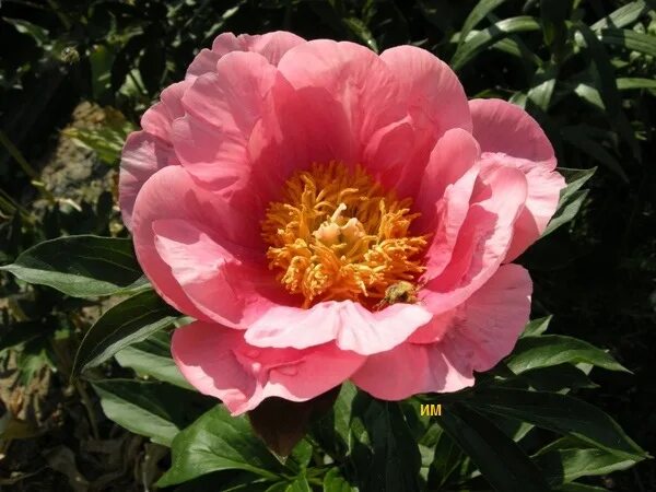 Пион rose. Пион бесс бокстос. Пион itoh julia rose. Пион julia rose (джулия роуз). Пион лавли роуз.