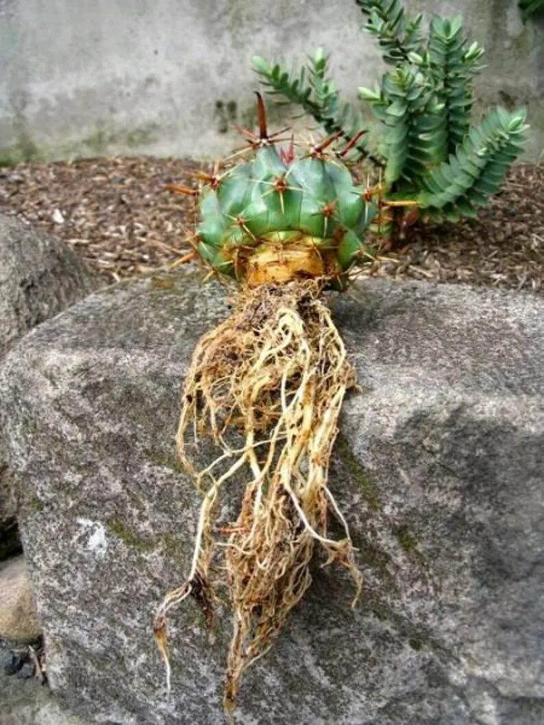 Корни кактуса. Опунция корни. кактус опунция корень. корни ксерофитов. корни суккулентов.