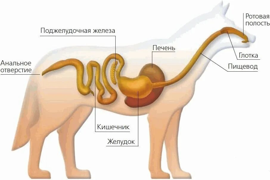 Пищевод собаки