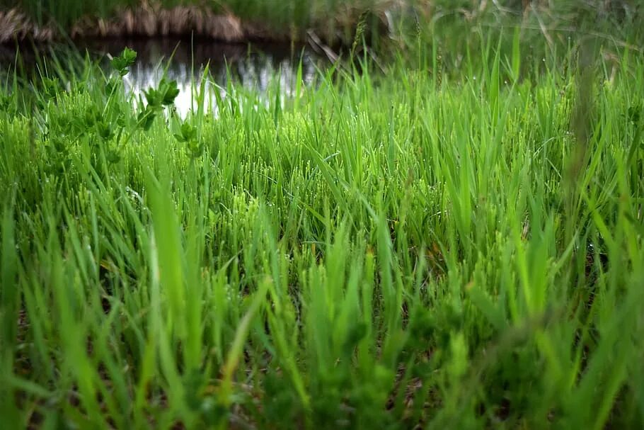 Трава зелена вопрос. Зеленая трава. Прудовая травка. Высокая трава зеленого цвета. Травка по зеленела.