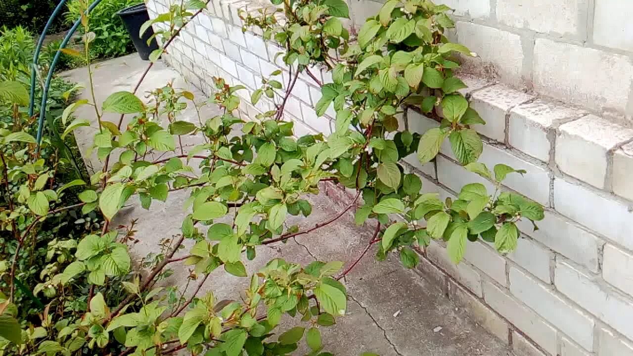 Актинидия посадка и уход в открытом грунте. Актинидия коломикта осенью. актинидия коломикта самоплодная. посадка актинидии коломикта осенью. актинидия коломикта на опоре.