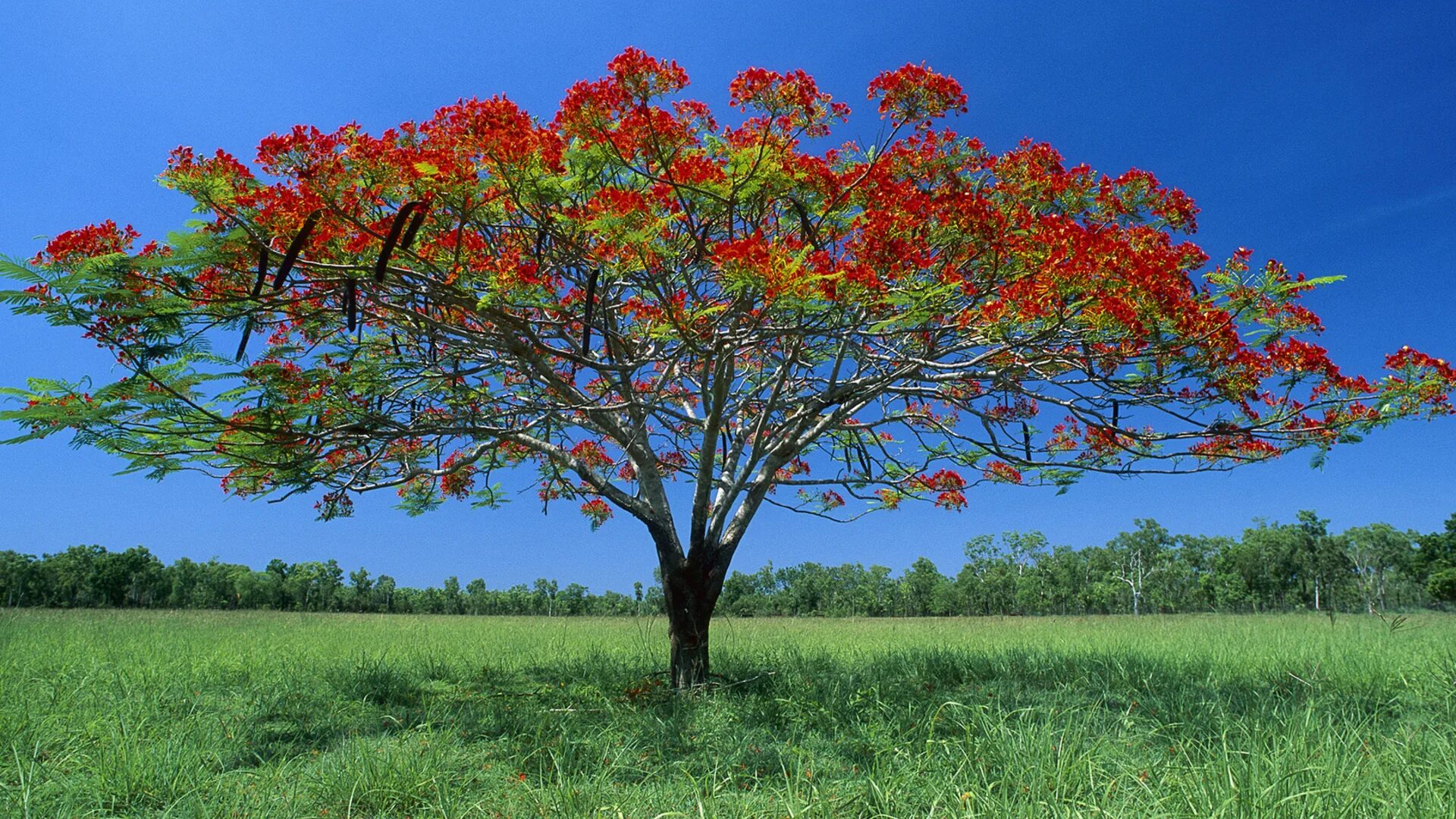 Рябина это небольшое ветвистое деревце растущее. Зонтичная Акация дерево. Зонтичные акации в Австралии. Альбиция саман. Растения Африки зонтичная Акация.