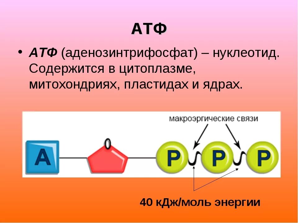 Атф это. Строение молекулы АТФ. Структура молекулы АТФ. АТФ хим строение. АТФ АДФ строение и функции.