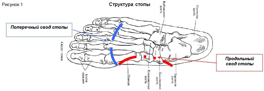 Карта в стопе метро. Плоскостопие анатомия стопы. Продольный и поперечный свод стопы. Строение свода стопы человека. Точки опоры продольного свода стопы.