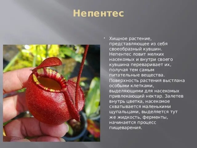 Необычные растения проект 5 класс Необычные растения проект 5 класс